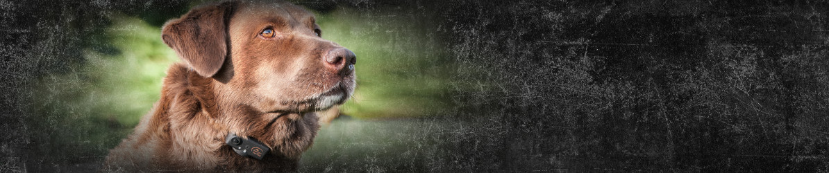 Insegnate al vostro cane a rimanere in silenzio a casa e durante la caccia
